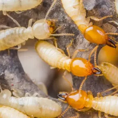 termites